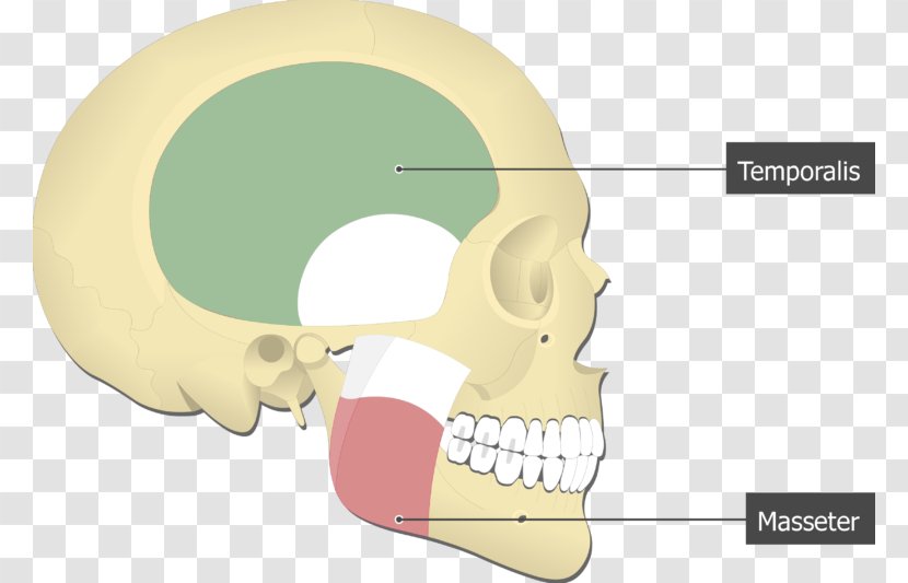 Medial Pterygoid Muscle Lateral Processes Of The Sphenoid Anatomy Origin And Insertion - Frame - Head Muscles Transparent PNG