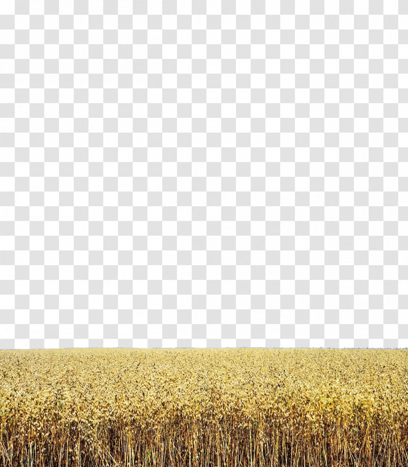 Wheat Harvest Grassland Rye Crop - Food Grain Transparent PNG