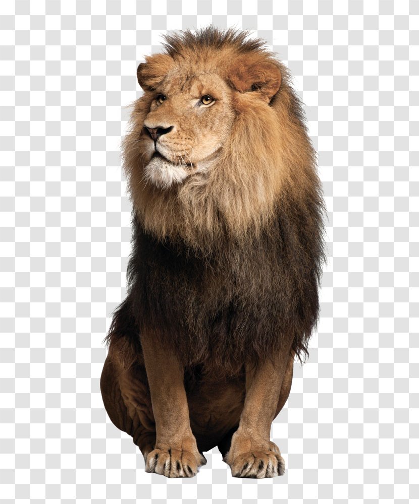 Sea Lion Leopard Jaguar Felidae - Mane - Lions Transparent PNG