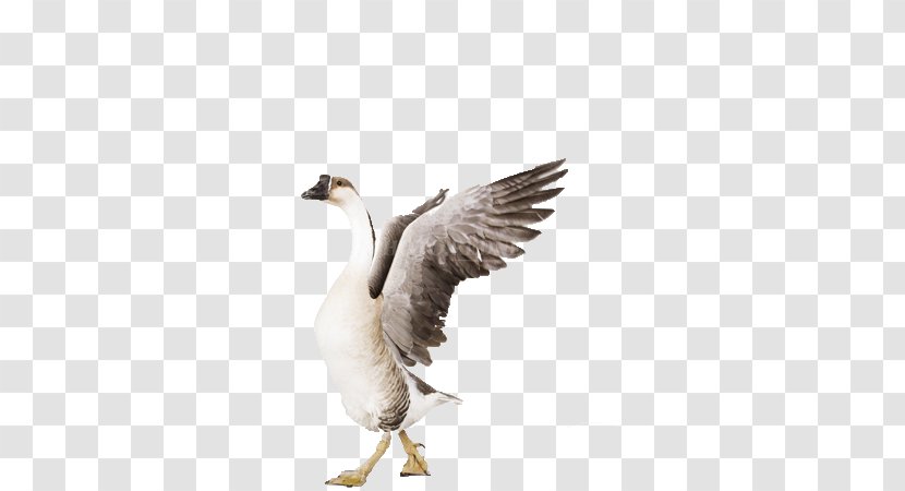 Grey Goose Bird Greylag Cygnini - Beak - Flying Swan Transparent PNG