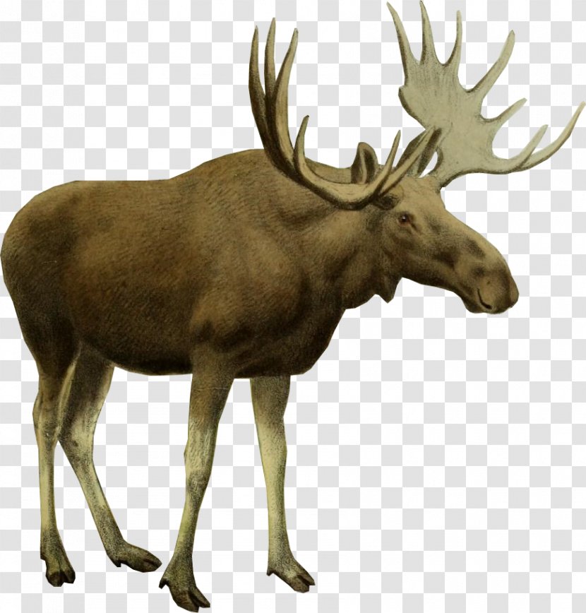Moose Black Elk Wilderness White-tailed Deer Red - Reindeer Transparent PNG