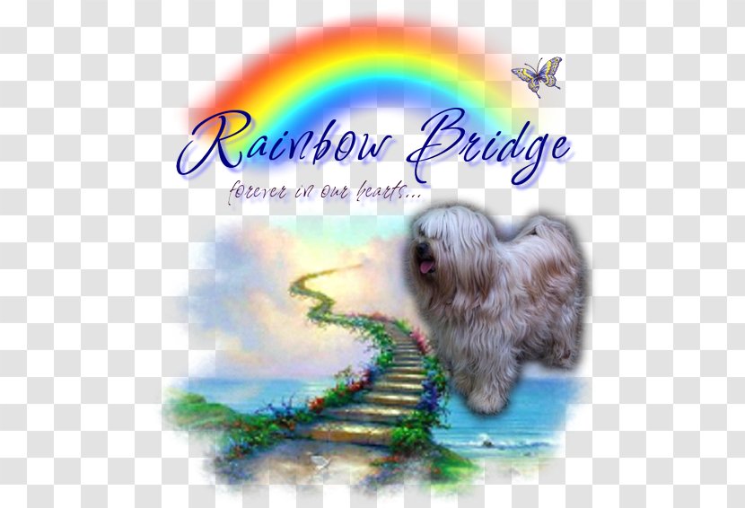 Oil Painting Dog Breed Shih Tzu Pintura Moderna Transparent PNG