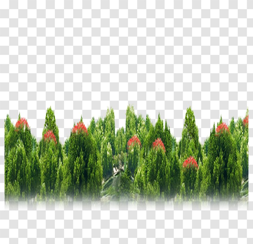 Green Tree Conifers - Land Lot - Flower Map Transparent PNG