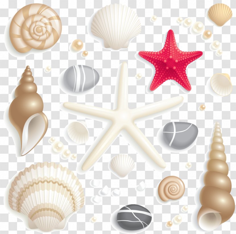 Seashell Clip Art - Summer Season Transparent PNG