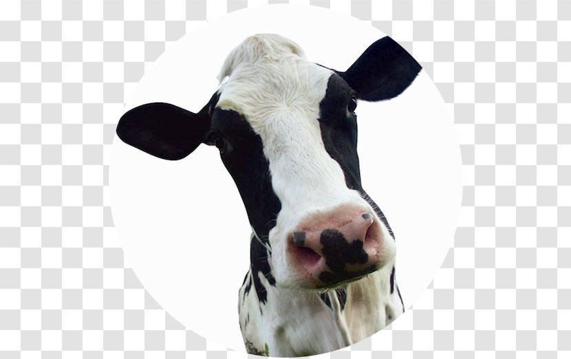 Dairy Cattle Calf Milk Farming Products - Snout Transparent PNG