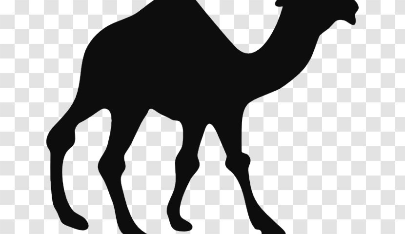 Train Cartoon - Camelid - Tail Livestock Transparent PNG