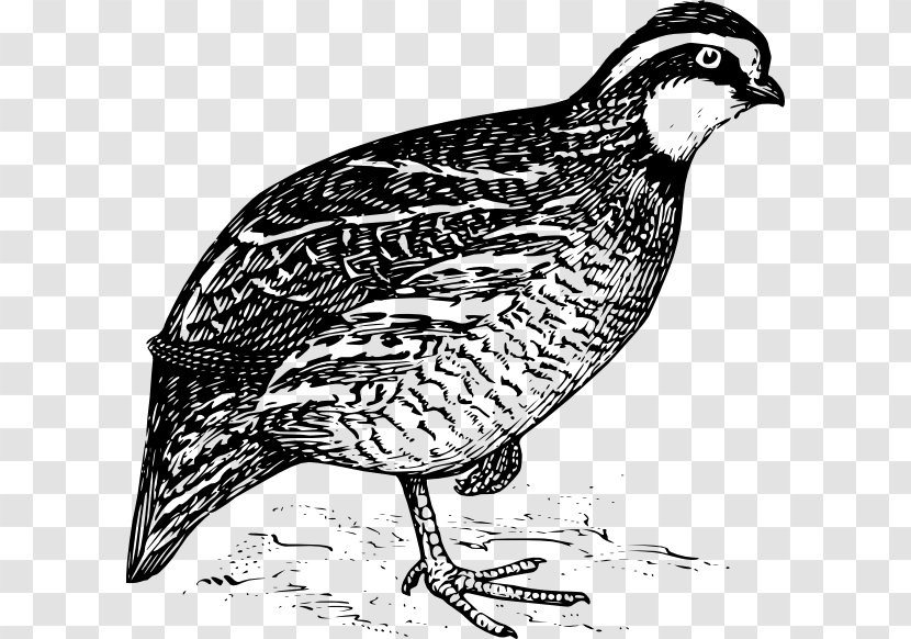 California Quail Northern Bobwhite Clip Art - Vector Birds Transparent PNG