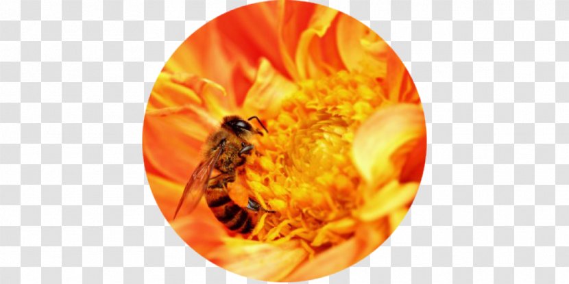 Western Honey Bee Insect Africanized Worker - Neonicotinoid Transparent PNG