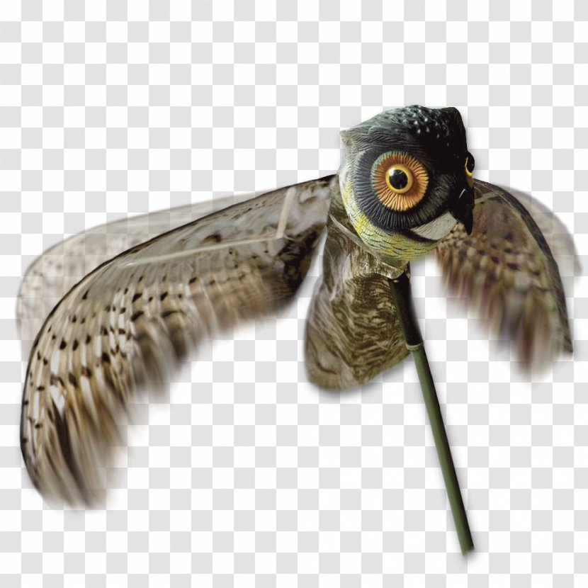 Dangate Owl Hunting Duck Decoy - Feather Transparent PNG