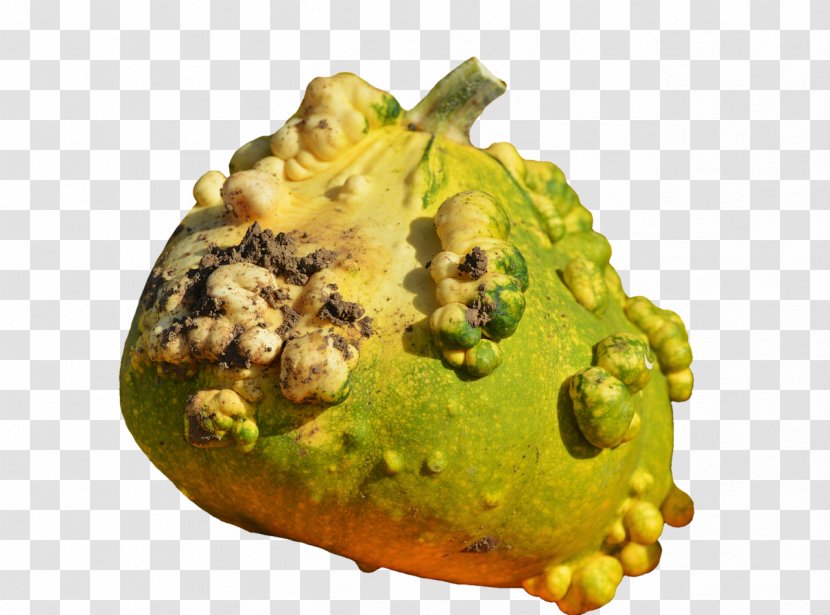 Pumpkin Vegetarian Cuisine Jack-o'-lantern Image Vegetable - Squash Transparent PNG