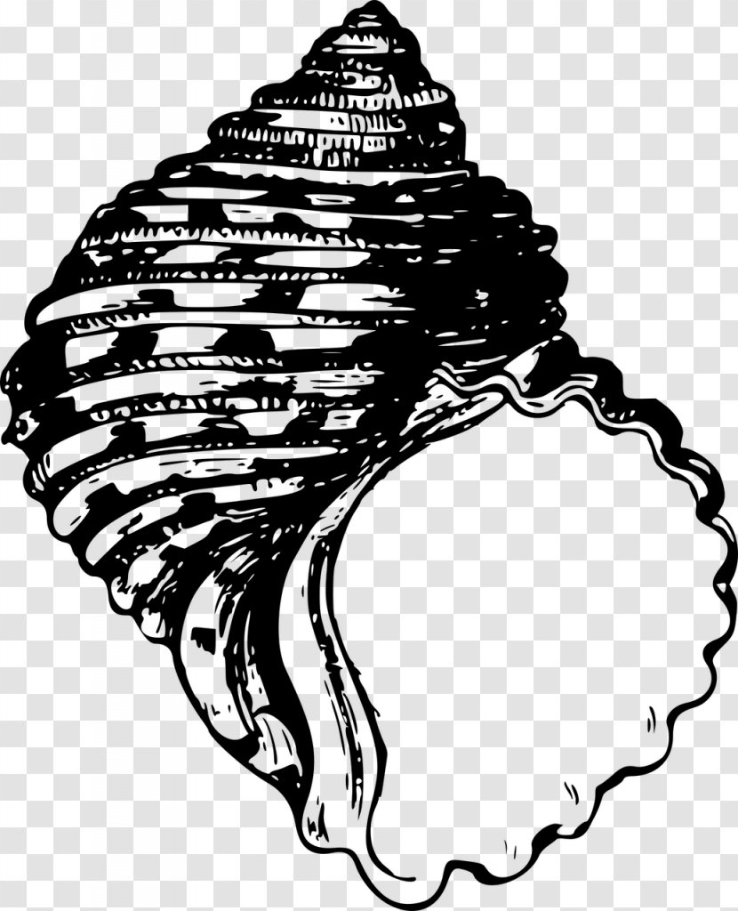 Seashell Mollusc Shell Bivalvia Clip Art - Sea Transparent PNG