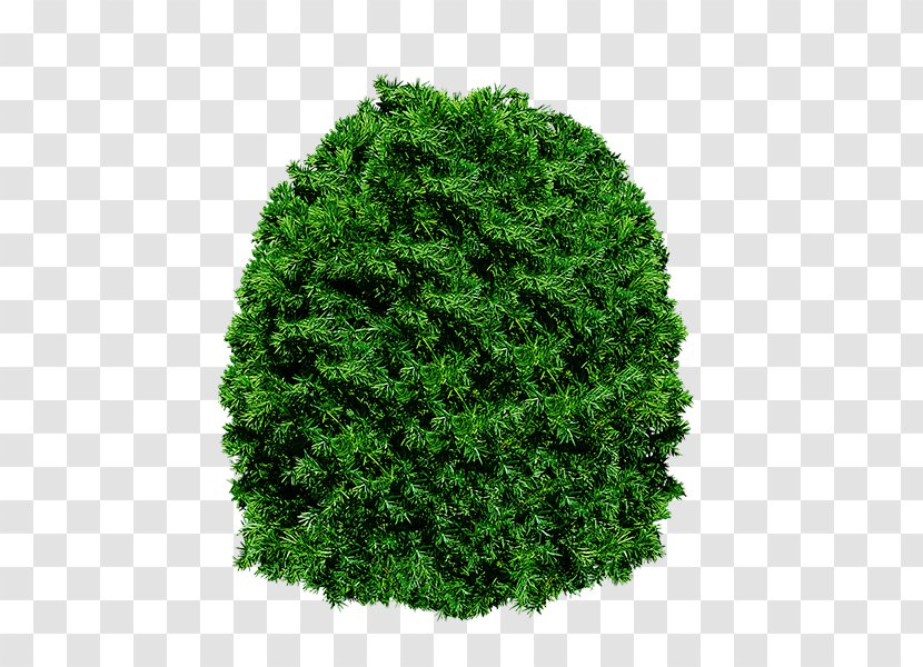 Tree 3D Computer Graphics Clip Art - Evergreen Transparent PNG