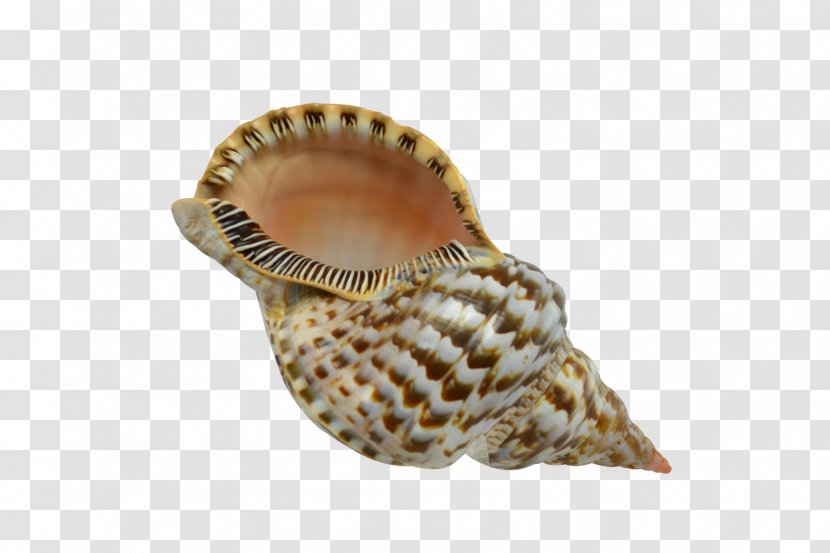 Seashell Conchology Charonia Triton Transparent PNG