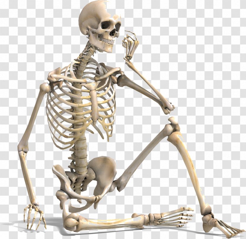 Human Skeleton Bone Density Body Vertebral Column - Short - Organism Transparent PNG