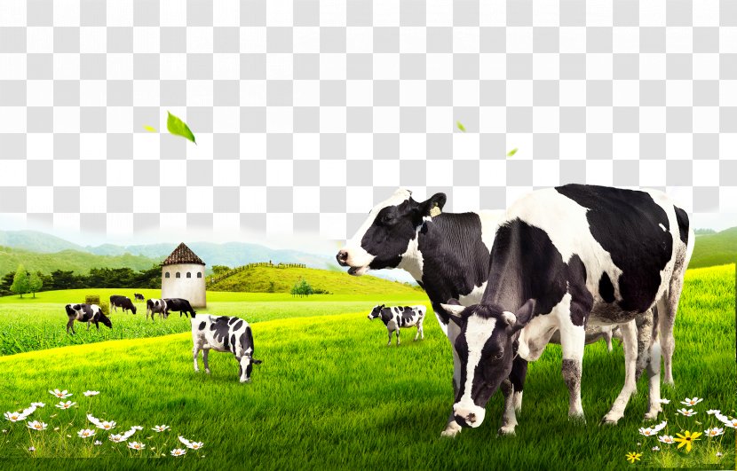 Dairy Cattle - Grazing - Cow Pasture Transparent PNG