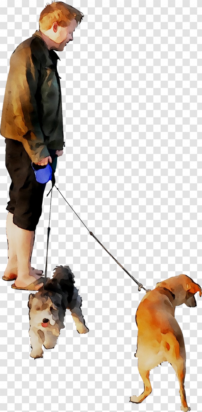Dog Breed Obedience Training Leash Walking - Trial Transparent PNG