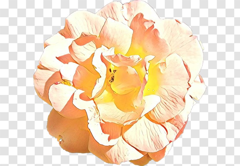 Garden Roses - Plant Transparent PNG