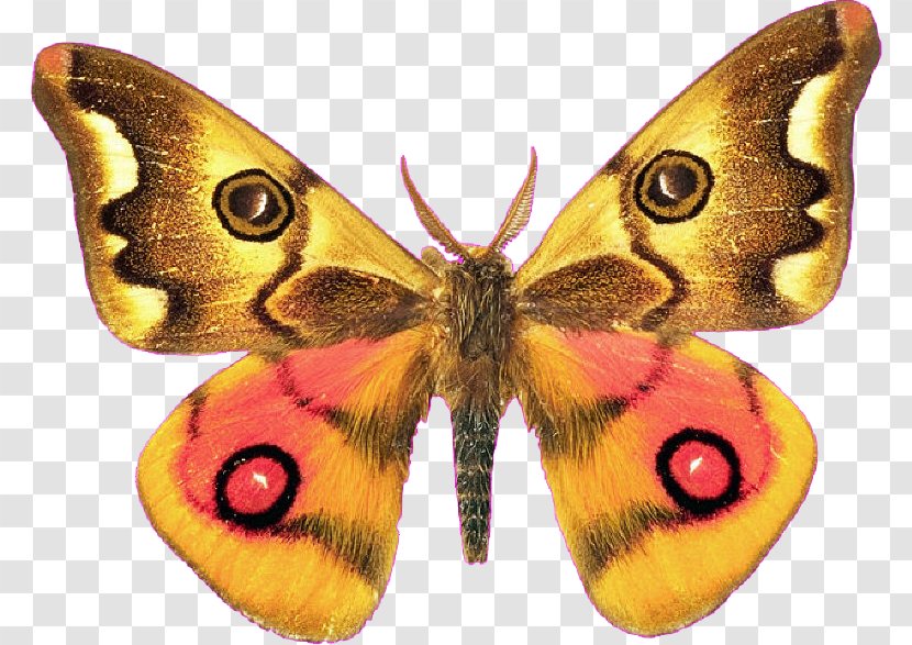 Butterfly Royal Moths Clip Art Transparent PNG