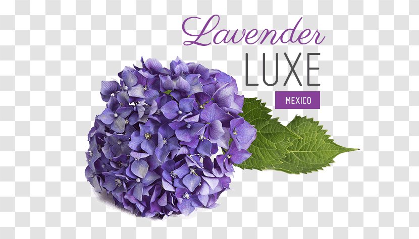Hydrangea Lavender Lilac Violet Purple - Cornales - Wedding Transparent PNG