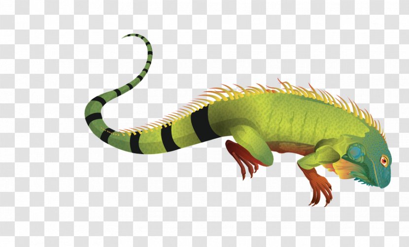 Green Iguana Lizard - Pic Transparent PNG