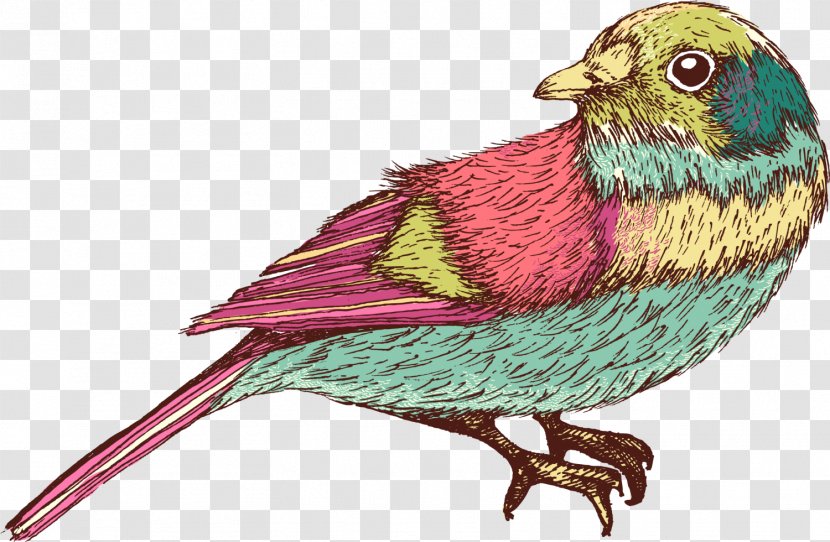 Bird Soldiner Kiez - Organism - Green Hand Painted Birdie Transparent PNG