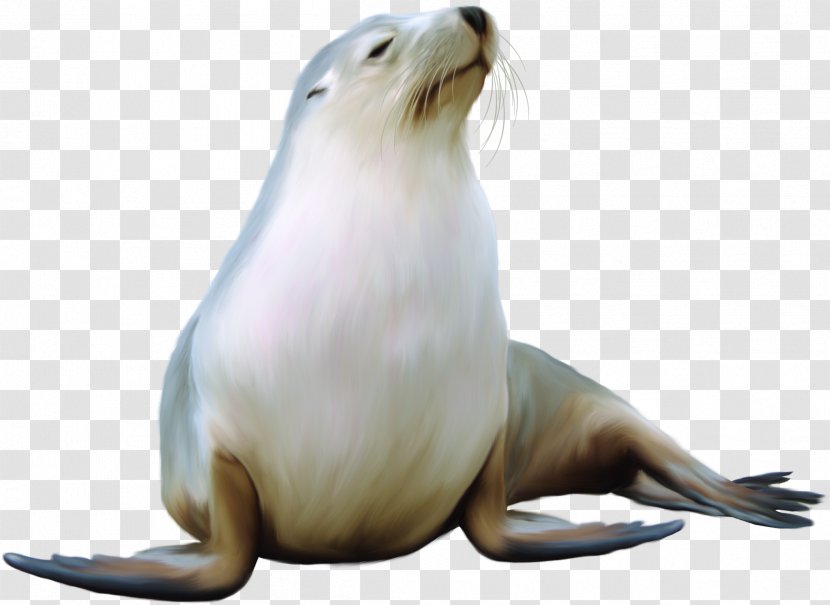 Earless Seal Harbor Sea Lion Walrus - Whiskers Transparent PNG
