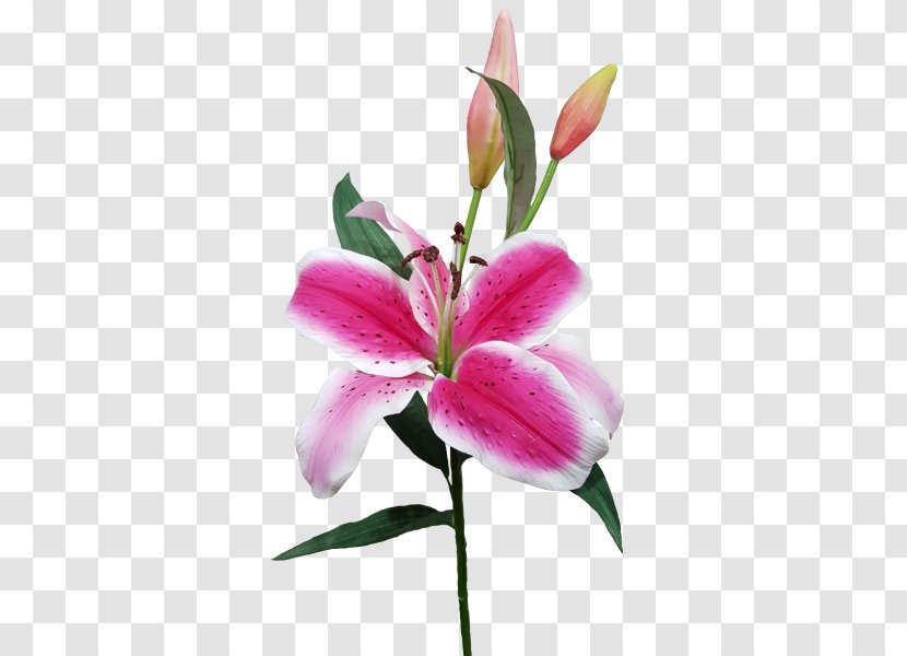 Lilium Cut Flowers Plant Stem Bud - Google Search - Flower Transparent PNG