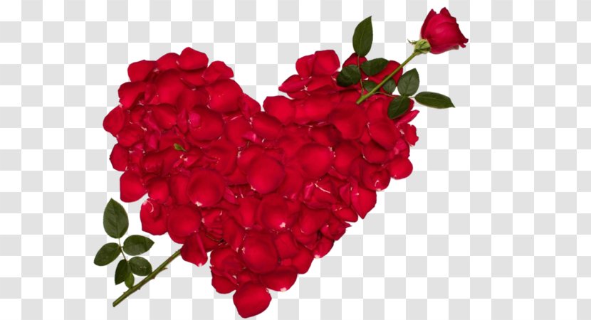 Rose Love Flower Valentine's Day Desktop Wallpaper - Order Transparent PNG