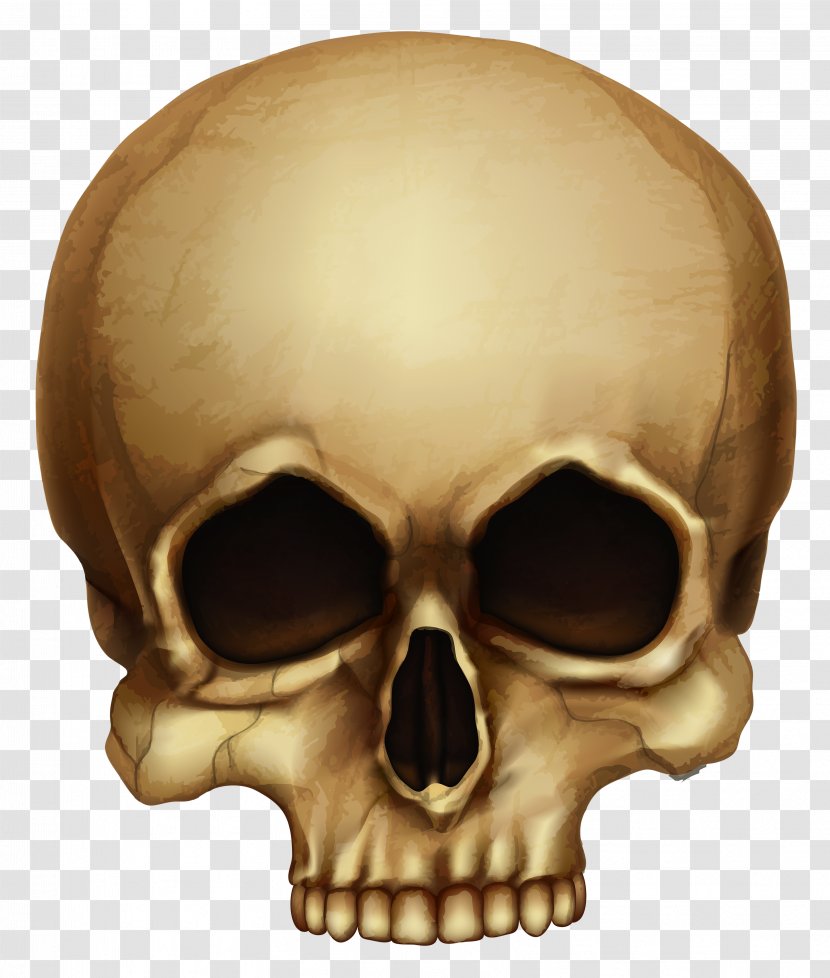 Skull Skeleton Clip Art - Halloween - Skulls Transparent PNG