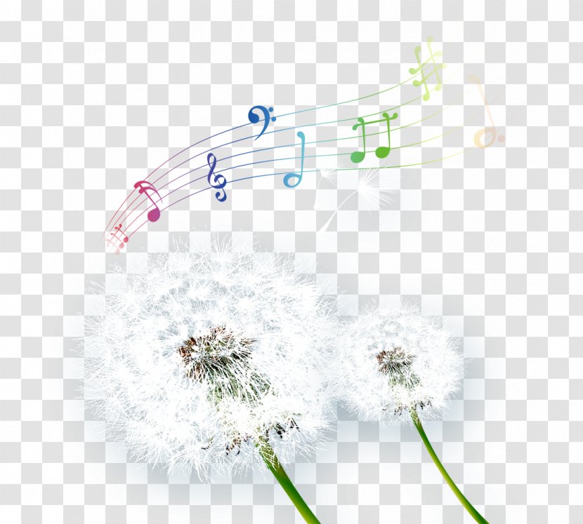 Common Dandelion Taraxacum Platycarpum Musical Note - Heart - And White Transparent PNG