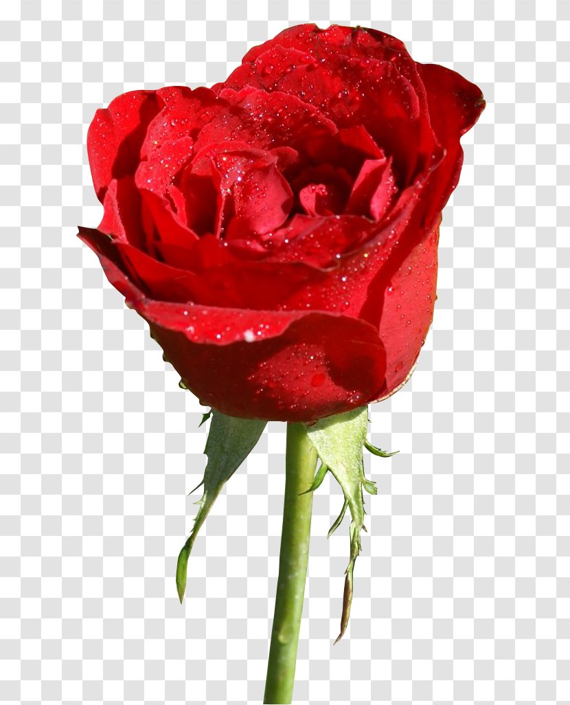 Garden Roses Flower Color - Plant - Rosa Transparent PNG