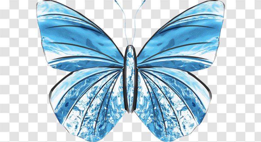 Butterfly Blue Photography Illustration - Moth - Hand-painted Transparent PNG