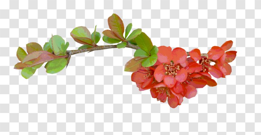 Flower Color - Floral Design - Red Pomegranate Transparent PNG