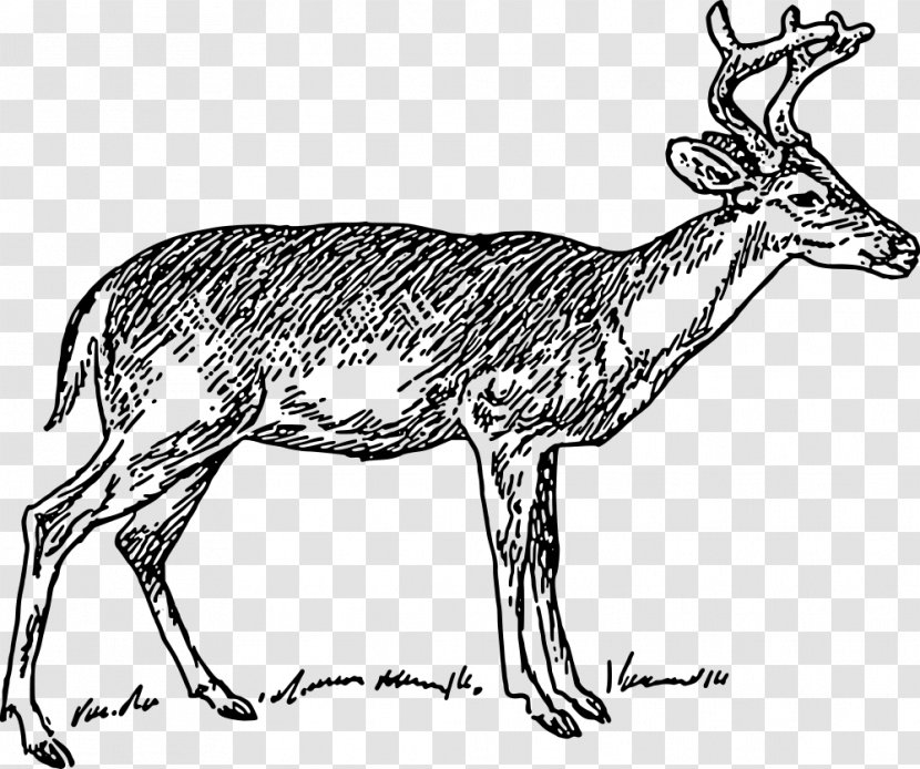 White-tailed Deer Moose Elk Clip Art - Antler Transparent PNG