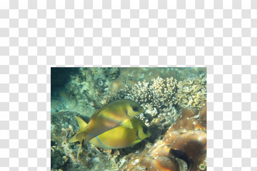Coral Reef Fish Marine Biology Invertebrates - Thailand Tourism Transparent PNG