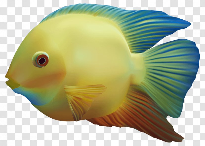 Goldfish Tropical Fish Fishkeeping Aquarium - Cod Transparent PNG