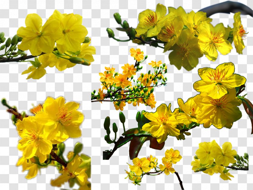 Ochna Integerrima Lunar New Year Southern Vietnam Transparent PNG