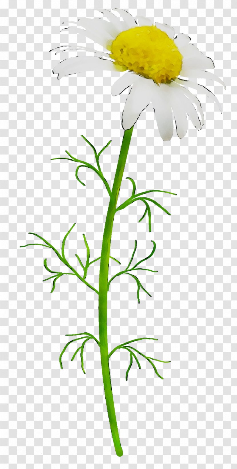 Oxeye Daisy Chrysanthemum Roman Chamomile Marguerite Cut Flowers - Flowering Plant Transparent PNG
