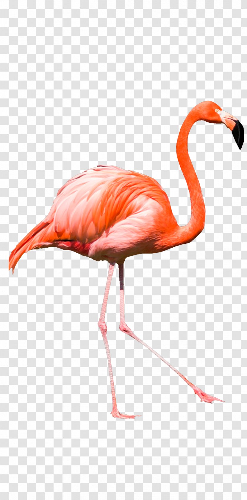 Clip Art Illustration Flamingo Image - Neck Transparent PNG