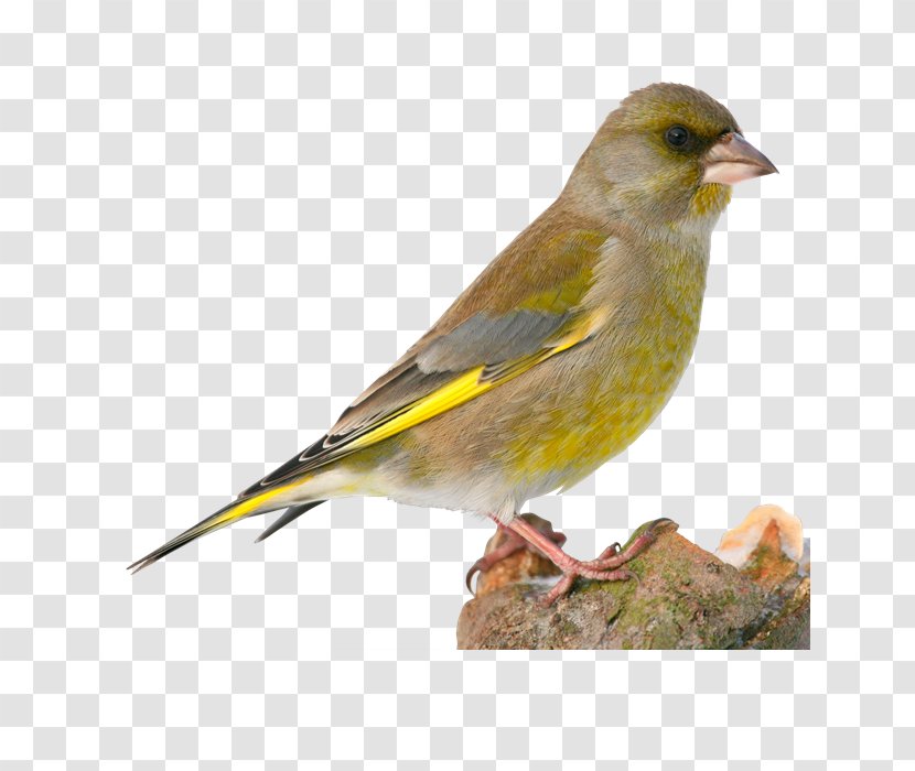 House Sparrow Bird European Greenfinch Finches Brambling - Feather Transparent PNG