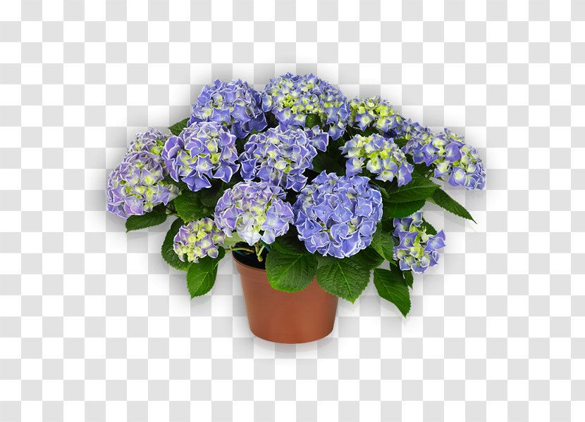 Cut Flowers French Hydrangea Plant Violet - Lilac - Hortensia Transparent PNG