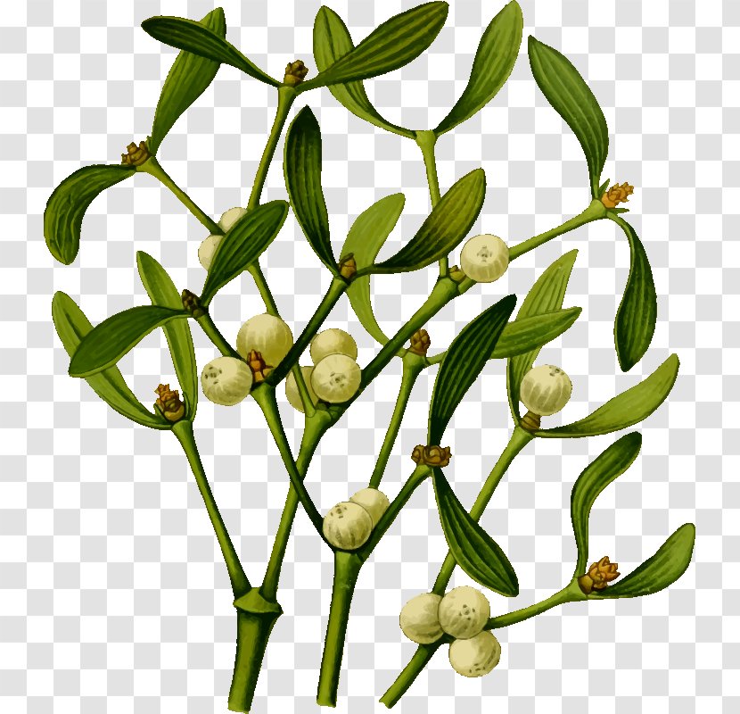 Mistletoe Plant Clip Art - Twig - Herbal Transparent PNG