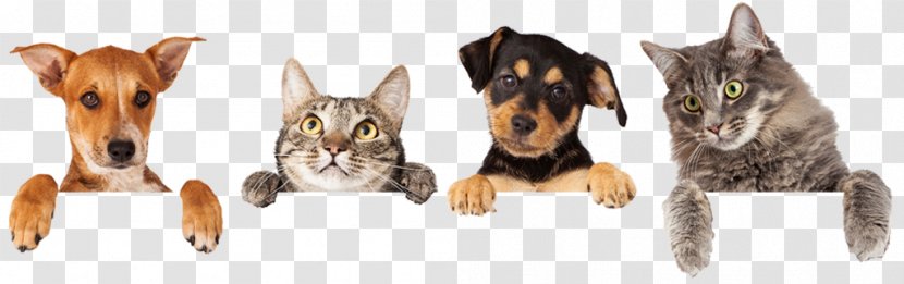 Dog–cat Relationship Veterinarian Pet - Dog - Cat Transparent PNG