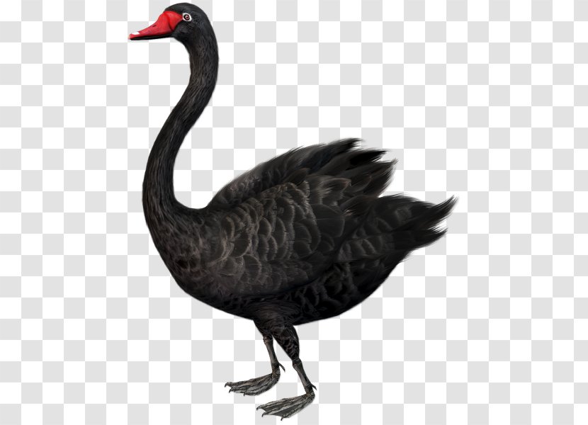 The Black Swan: Impact Of Highly Improbable Swan Theory Clip Art - Crane Like Bird Transparent PNG