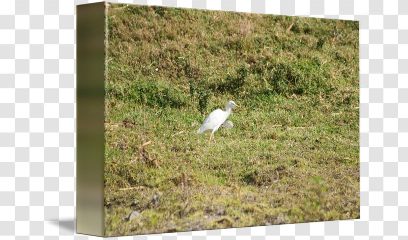 Nature Reserve Beak Ecoregion Fauna Bird - Cattle Egret Transparent PNG