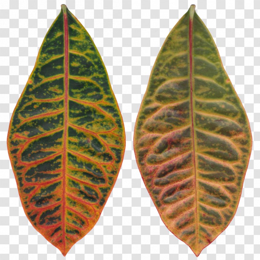 Leaf Spot Rushfoil Autumn Color - Tropical Transparent PNG