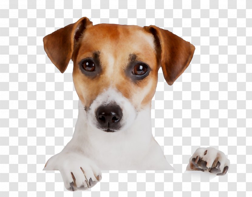 Jubileum Dog Breed Birthday Holiday Jack Russell Terrier - Harrier - Carnivore Transparent PNG