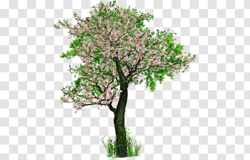Felidae Tree Earth - Branch - Albero Della Vita Transparent PNG