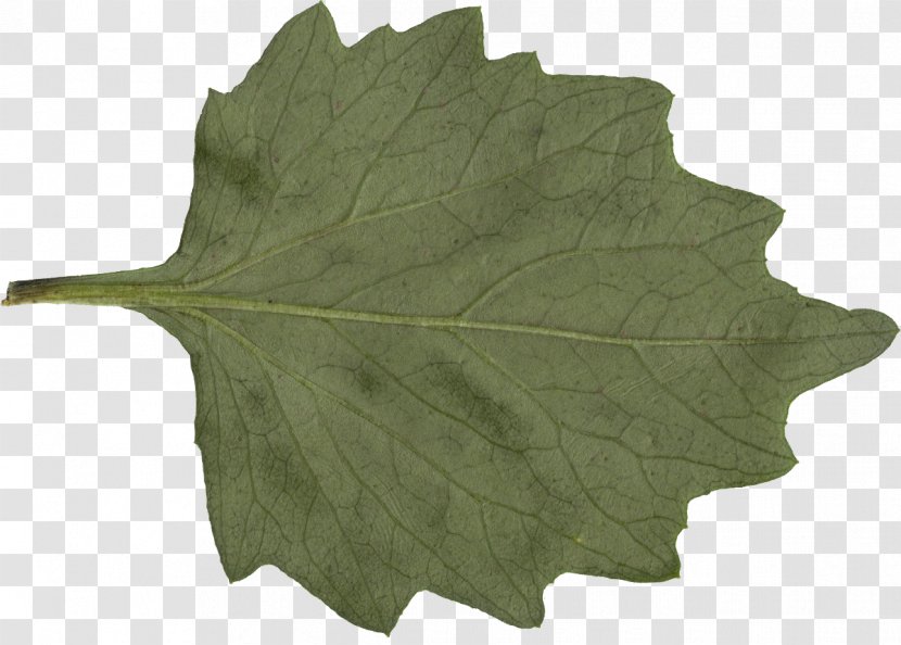 Leaf Plant - Display Resolution Transparent PNG