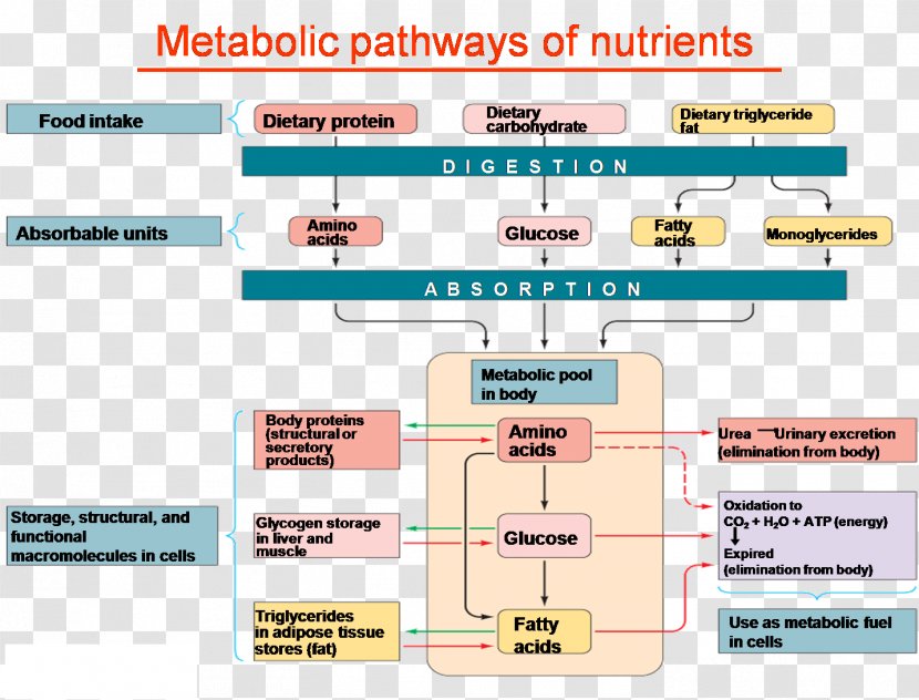 Nutrient Carbohydrate Metabolism Metabolic Pathway Polyol - Blood Transparent PNG